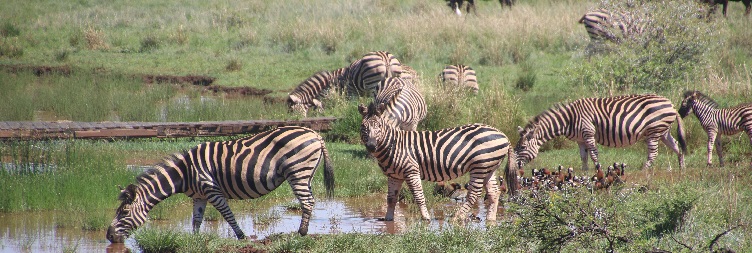 Central Serengeti National Park Full Day Game Drive Safari