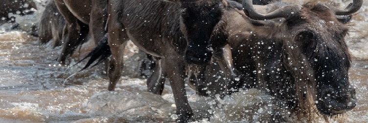 Central to North Serengeti National Park (Kogatende)