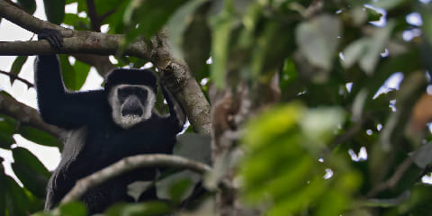 2 Ra Chimpanzee Wildlife Group Luxury Safari mai Entebbe i Uganda (2026 - 2027)