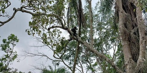 4 Dae Gorilla en Sjimpansee Groep Luukse Trek van Entebbe in Uganda (2026 - 2027)