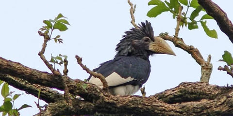 4 dagars Uganda Group Luxury Primate Wildlife Safari från Entebbe International Airport (2026 - 2027)