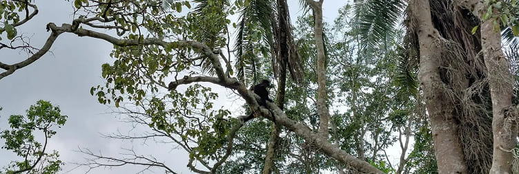 Chimpanzee Trekking & Bigodi Nature Walk at Kibale National Park