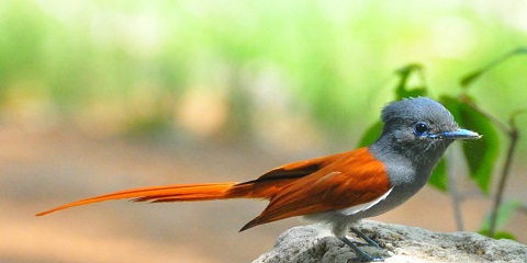 1 Day Private Birdwatching Adventure from Kigali, Rwanda (2026 - 2027)