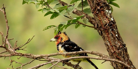 27-Day African Safari – The Complete Guided Itinerary