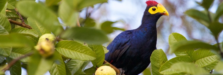 Birdwatching Adventure Day Tour