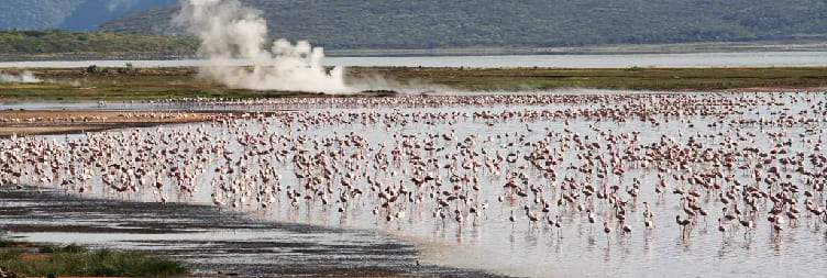 Arrival in Nairobi and Transfer to Lake Bogoria National Reserve