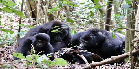 Siku 10 Tanzania Private Luxury Safari na Uganda Gorilla Trek kutoka Arusha (2026 - 2027)