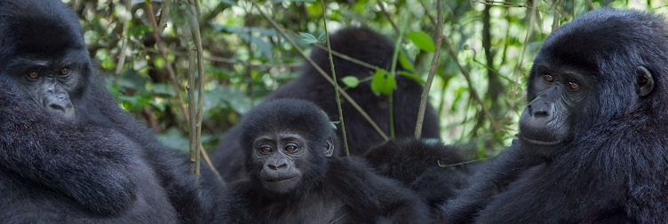 Entebbe to Bwindi Impenetrable National Park