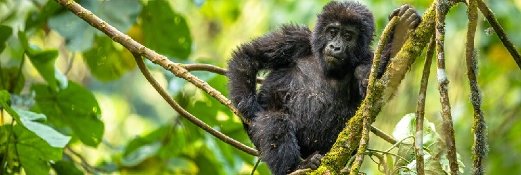 Gorilla Trekking – Bwindi Impenetrable National Park