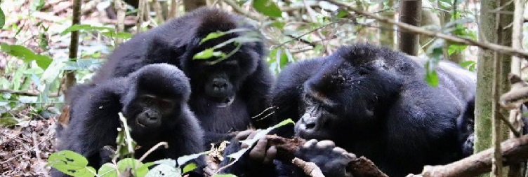 Gorilla Trekking in Bwindi Impenetrable National Park