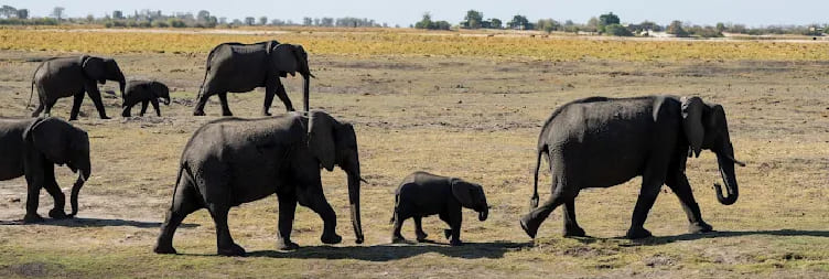 Wilderness Dawning Chobe Camp, Chobe River Front