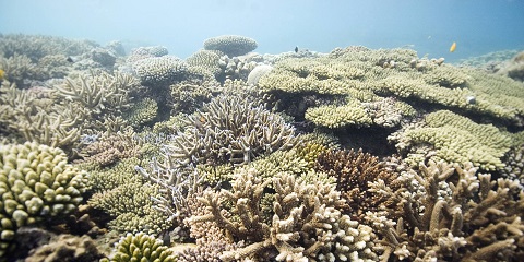 1-dnevni privatni obilazak koraljnog parka Chumbe Island iz Nungwija u Zanzibaru (2026. - 2027.)