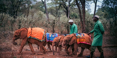 1 Diwrnod Saffari Ymddiriedolaeth Bywyd Gwyllt David Sheldrick o Nairobi, Kenya