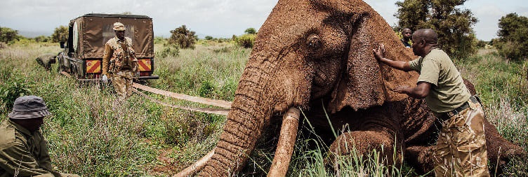 David Sheldrick Wildlife Trust Safari from Nairobi