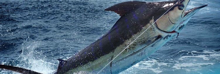 Djúpsjávar og staðbundin veiði í Uroa