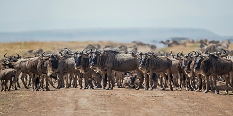 10-Day Mid-Range Western Tanzania Safari – Serengeti Great Migration (Grumeti River Crossing)