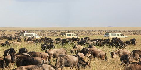 Safari de migração de luxo de 9 dias no Sul do Serengeti (época de parto) na Tanzânia