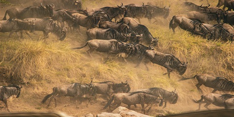 5 päivän luksus Western Serengeti Grumeti River Great Migration Safari, Tansania