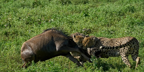 5-Day Serengeti Private Mid-Range Safari from Kirawira B Airstrip in Tanzania