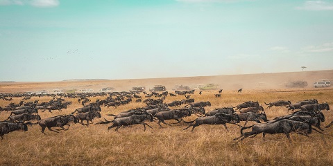 Safari ta' Serengeti ta' 4 Ijiem Mid-Range minn Arusha West Serengeti (Qsim tax-Xmara Grumeti) u Migrazzjoni Kbira