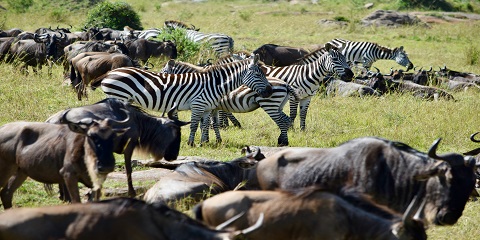 Safari di cư tuyệt vời trên sông Serengeti Grumeti sang trọng trong 9 ngày – Tanzania