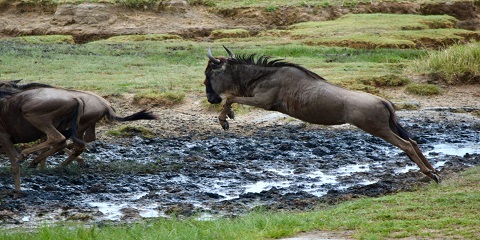 4-Day Private Luxury Migration Safari (Grumeti River Crossing) ku Western Corridor ya West Serengeti