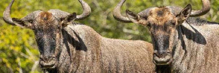 Full Day West Serengeti National Park