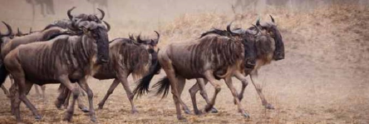 West Serengeti to Central Serengeti