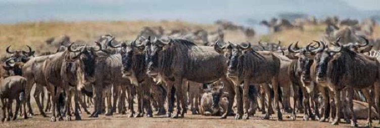 West Serengeti to Arusha