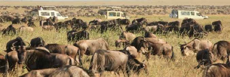 Full Day West Serengeti National Park