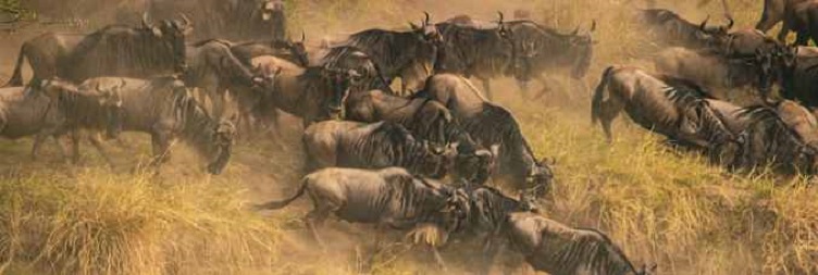 Full Day West Serengeti National Park