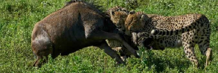 Full-Day Safari in West Serengeti National Park