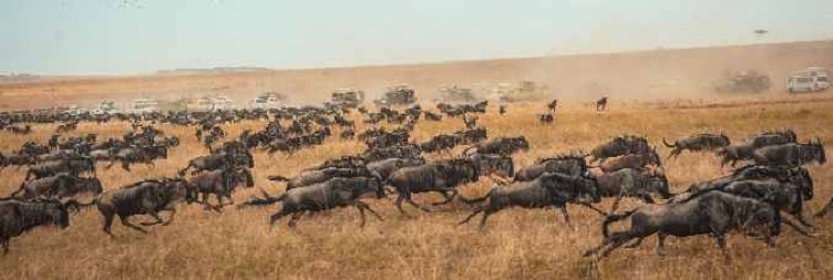 Full-Day Safari in West Serengeti National Park