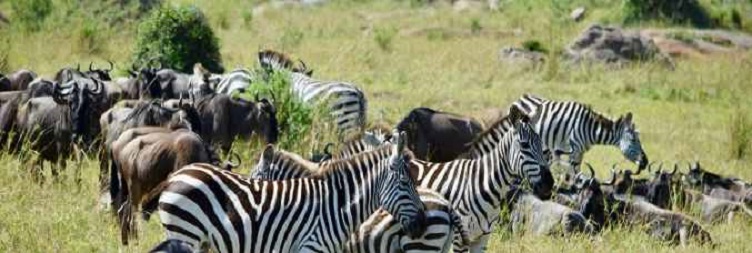 Full Day West Serengeti National Park