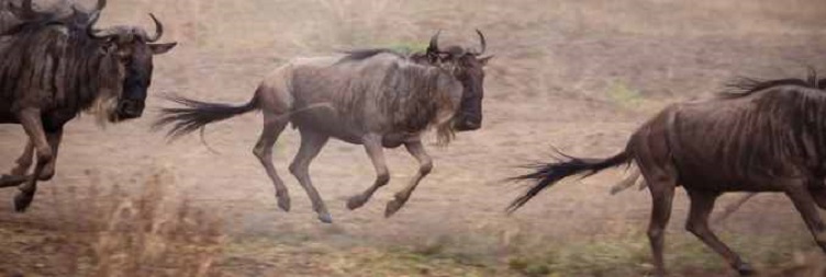 Full Day West Serengeti National Park