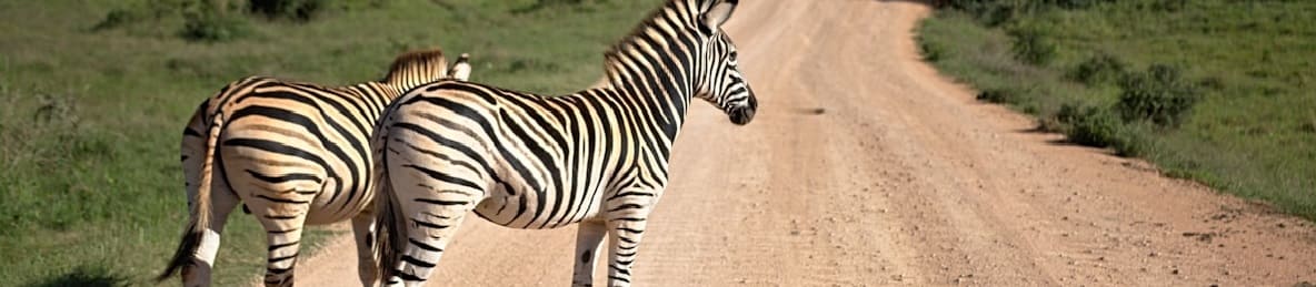 Explore The Top Best World Class Southern Circuit Safari Tours 2026-2027 - Top Africa Tours