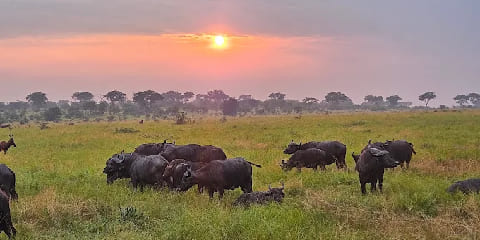 8 Days Private Chimp, Gorilla Trek i Big 5 Safari srednjeg dometa iz Entebbea u Ugandi (2026. - 2027.)