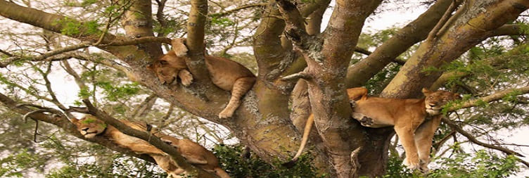 Tree-Climbing Lions of Ishasha, Transfer to Bwindi Impenetrable Forest