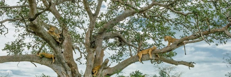 Ishasha & Transfer to Bwindi Impenetrable Forest