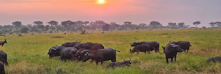 Through Ishasha to Bwindi