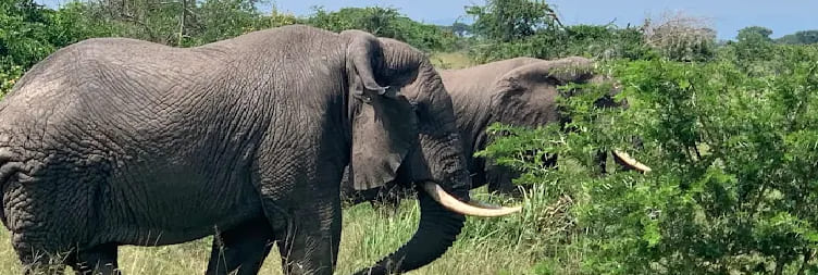 Tree-Climbing Lions of Ishasha, Transfer to Bwindi
