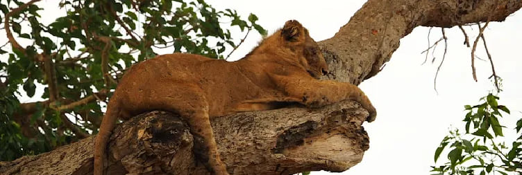 Ishasha & Transfer to Bwindi