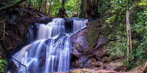 1 Day Private Karura Forest Tour from Nairobi, Kenya