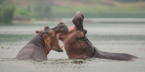 4 Days Private Bwindi Gorillas Budget Safari iz Kampale u Ugandi (2026. - 2027.)