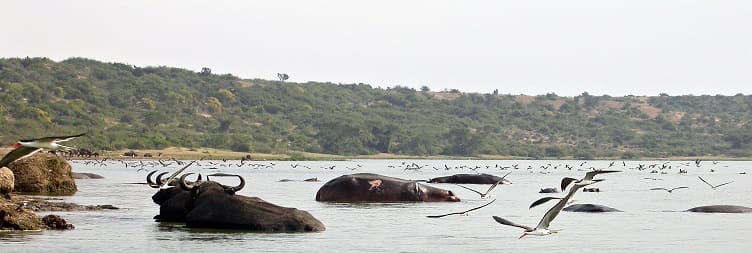 Queen Elizabeth National Park Safari to Kazinga Channel Boat Cruise