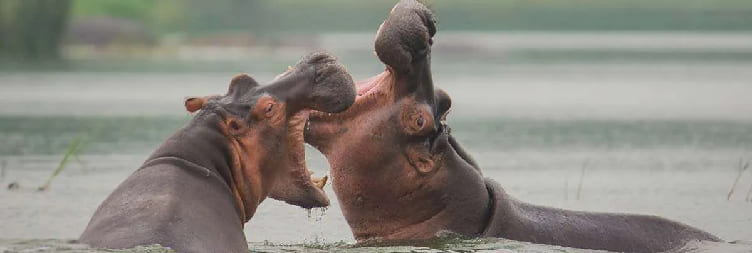 Game Drive & Kazinga Channel Boat Cruise