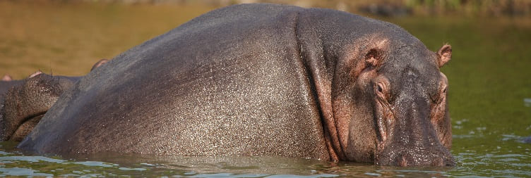 Game Drive & Kazinga Channel Boat Cruise