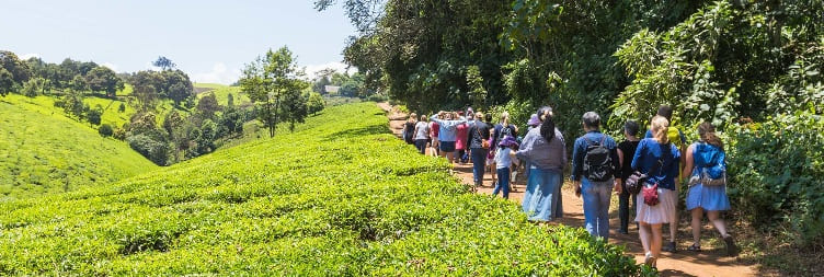 Kiambethu Tea Farm Day Trip