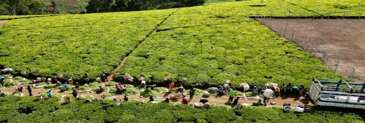 Kiambethu Tea Farm Day Trip