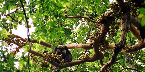 2-Day Group Mid-Range Chimpanzee Trekking Safari After AFCON 2027 from Kampala, Uganda in Africa